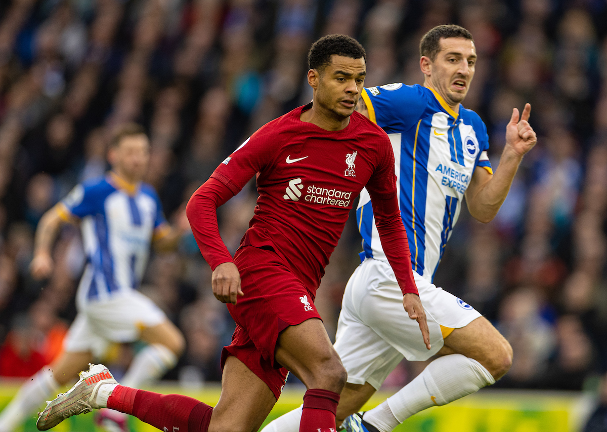 Liverpool's Cody Gakpo during the FA Premier League match between Brighton & Hove Albion FC and Liverpool FC at the Falmer Stadium.